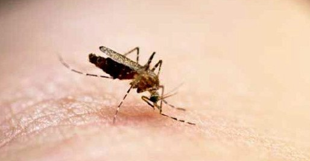 get-rid-of-itchy-mosquito-bites-fast-with-10-tips-mine